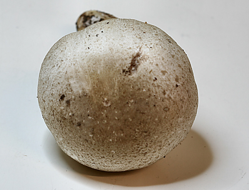 in un boschetto di pioppi