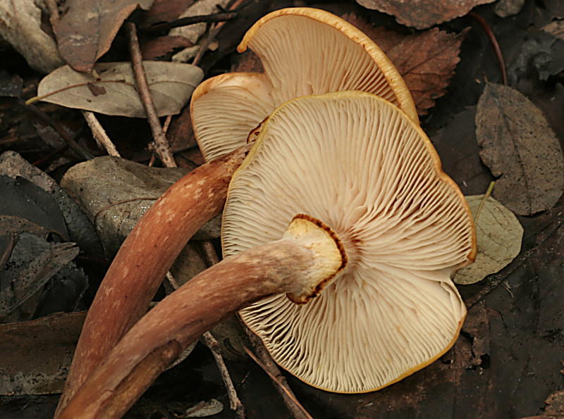 armillaria mellea ?