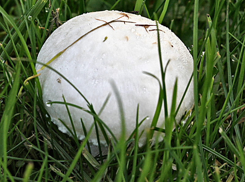 agaricus campestris ?