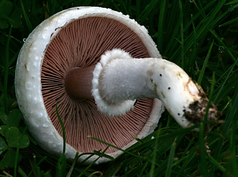 agaricus campestris ?