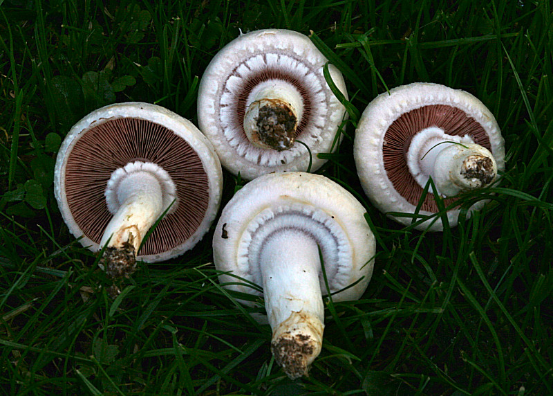 agaricus campestris ?