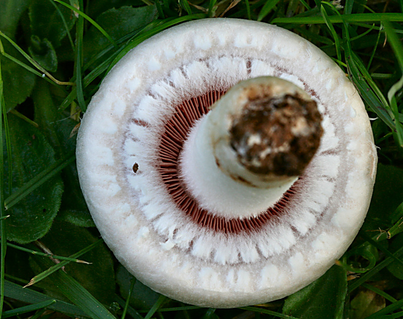 agaricus campestris ?