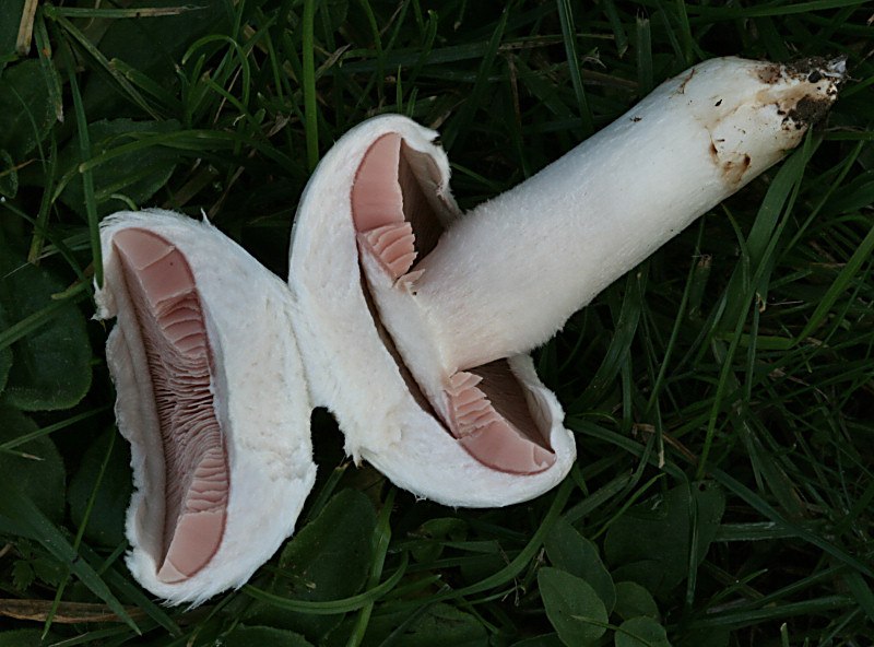 agaricus campestris ?