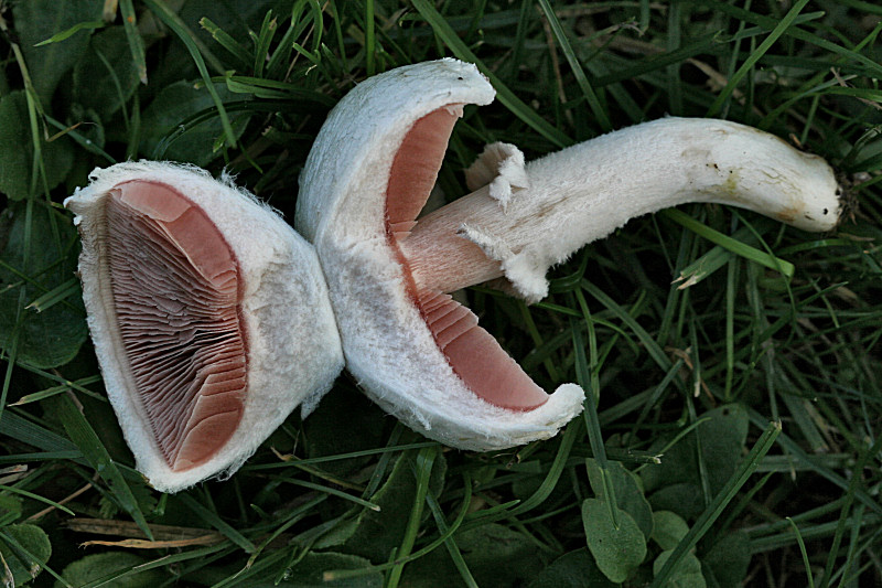 agaricus campestris ?