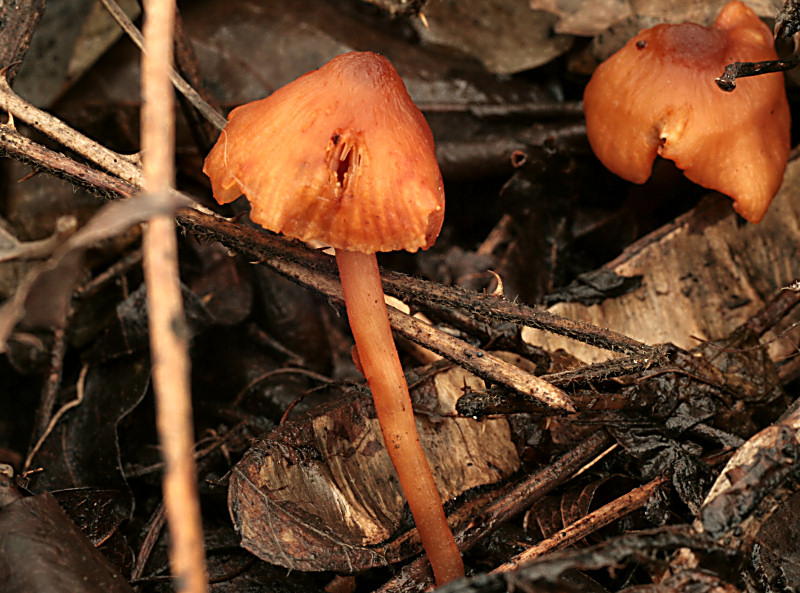 hygrocybe persistens ?