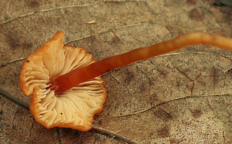 hygrocybe persistens ?