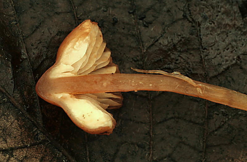 hygrocybe persistens ?