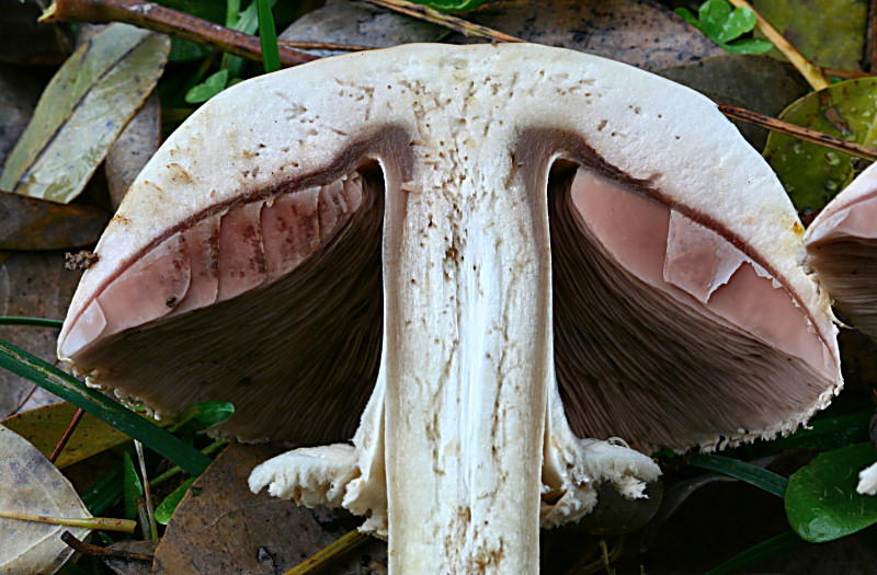 agaricus xanthodermus