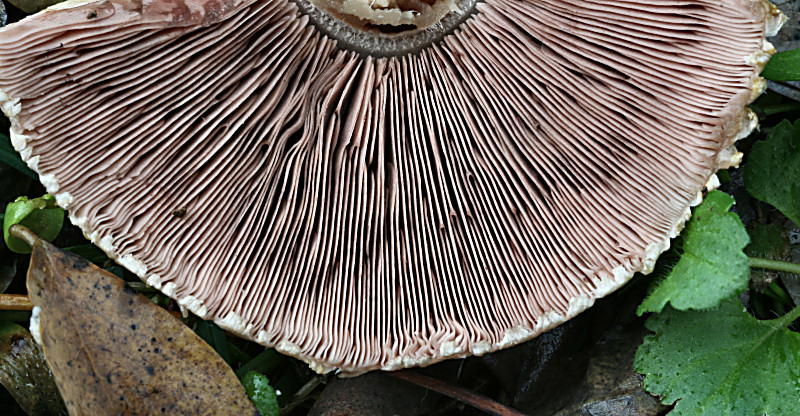 agaricus xanthodermus