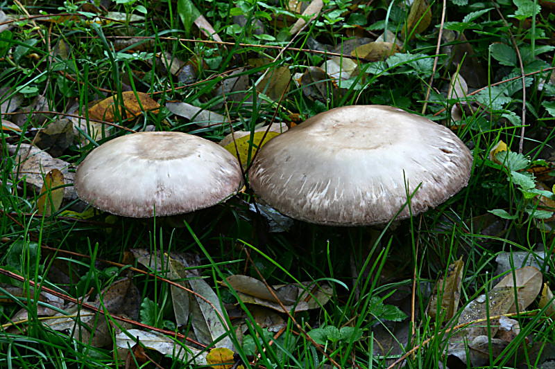 agaricus xanthodermus