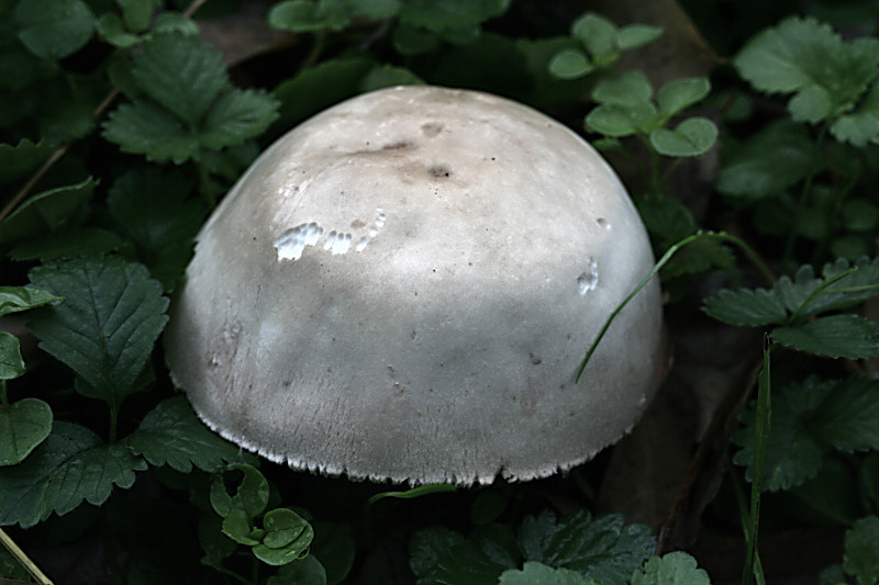 agaricus xanthodermus