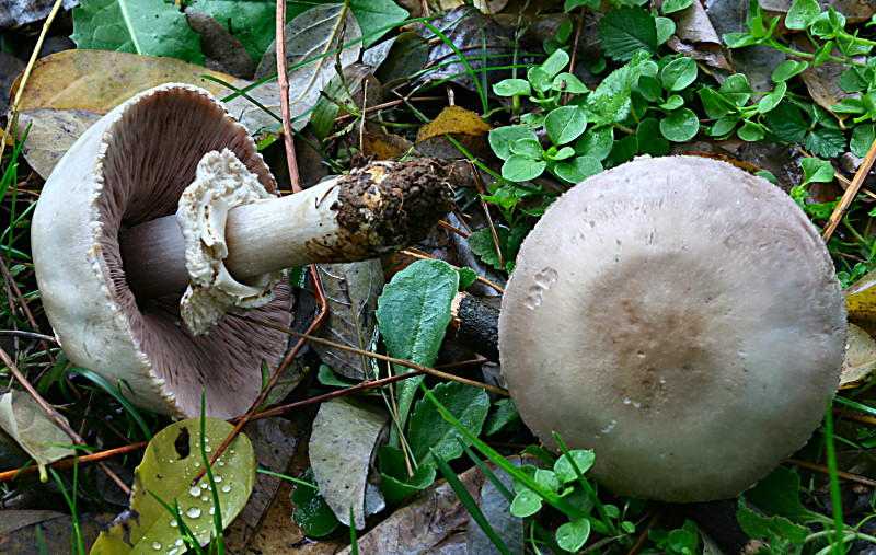 agaricus xanthodermus