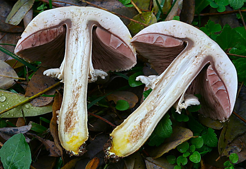 agaricus xanthodermus