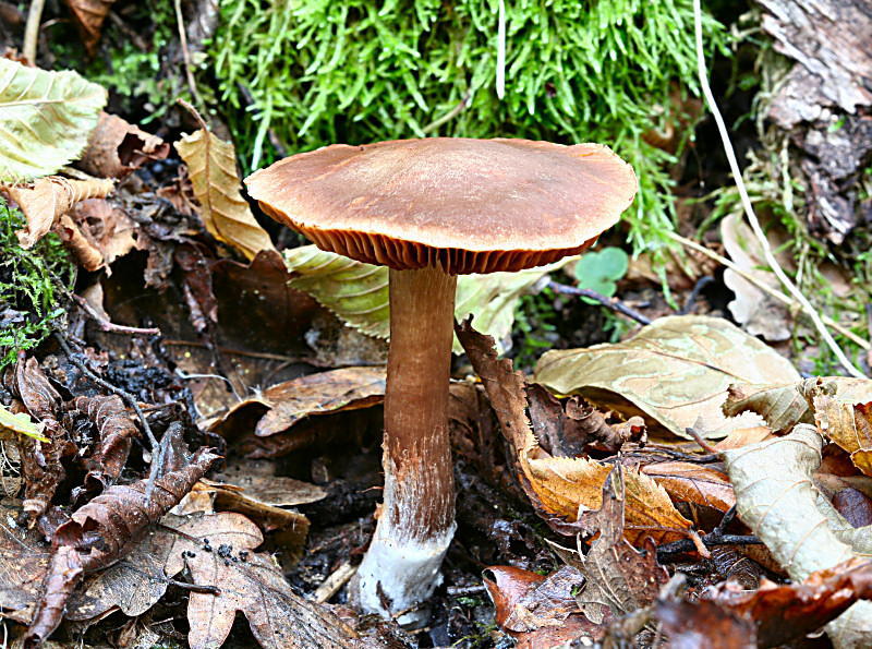 cortinarius ?
