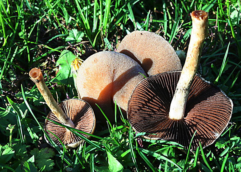 cortinarius vernus ??