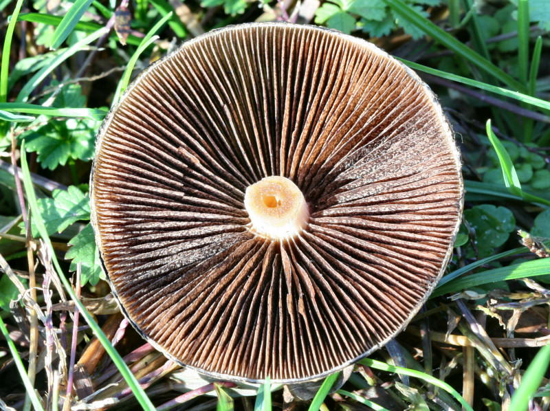cortinarius vernus ??