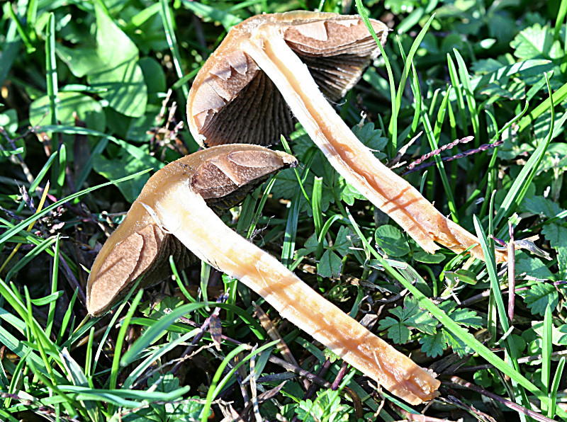 cortinarius vernus ??