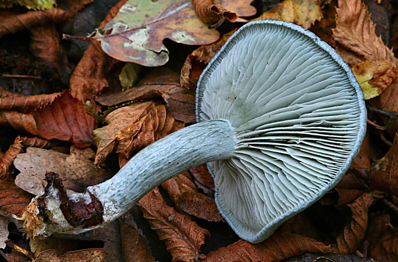 Clitocybe odora