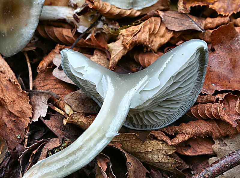 Clitocybe odora