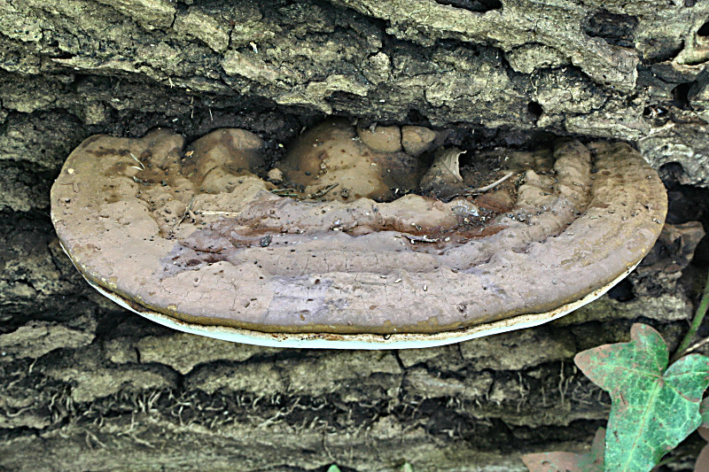 ganoderma ??