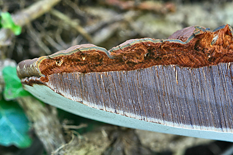 ganoderma ??