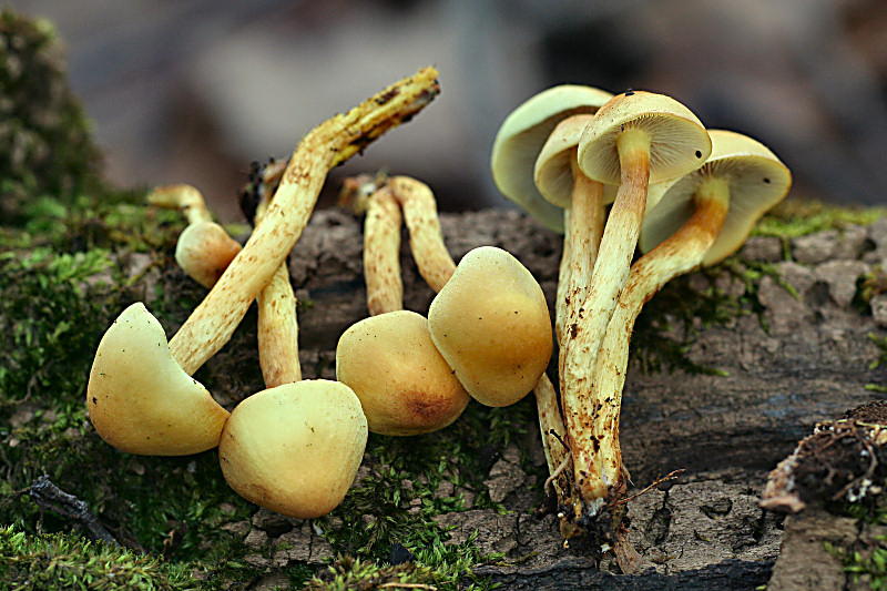 hypholoma fasciculare ?