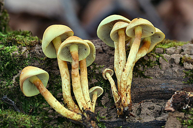 hypholoma fasciculare ?