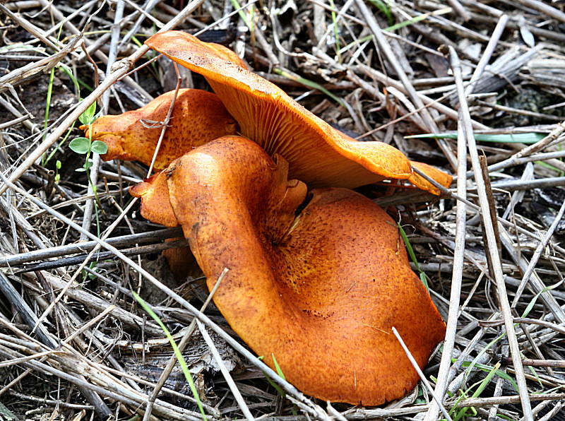 Omphalotus olearius ?