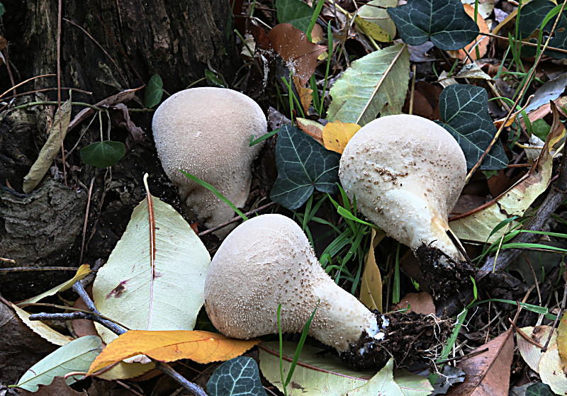 lycoperdon ??