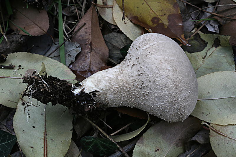 lycoperdon ??