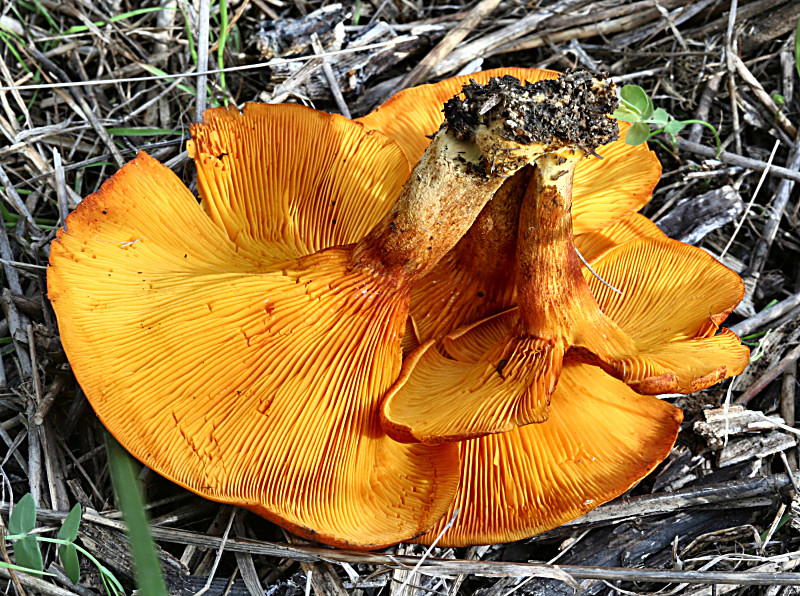 Omphalotus olearius ?