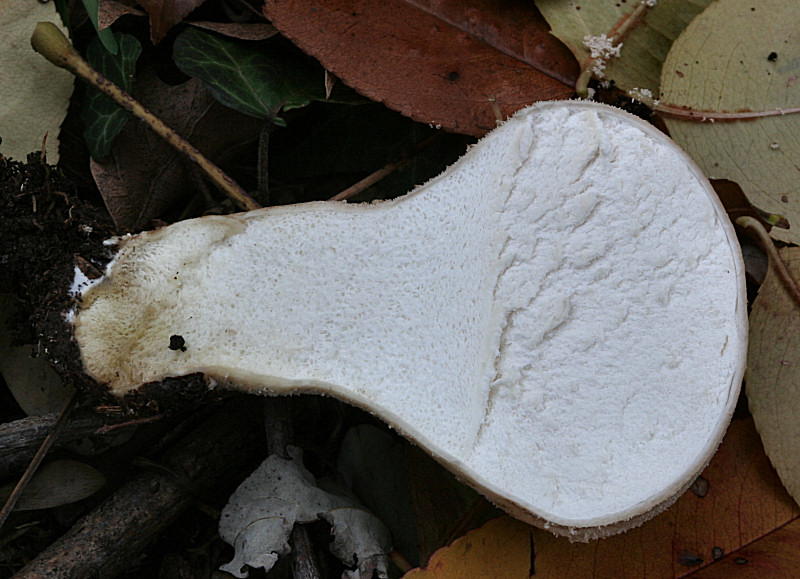 lycoperdon ??