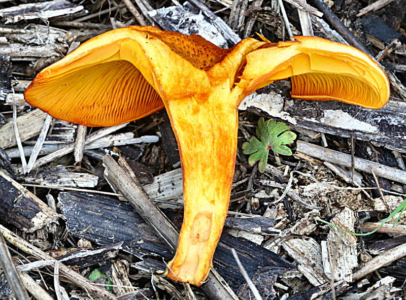 Omphalotus olearius ?