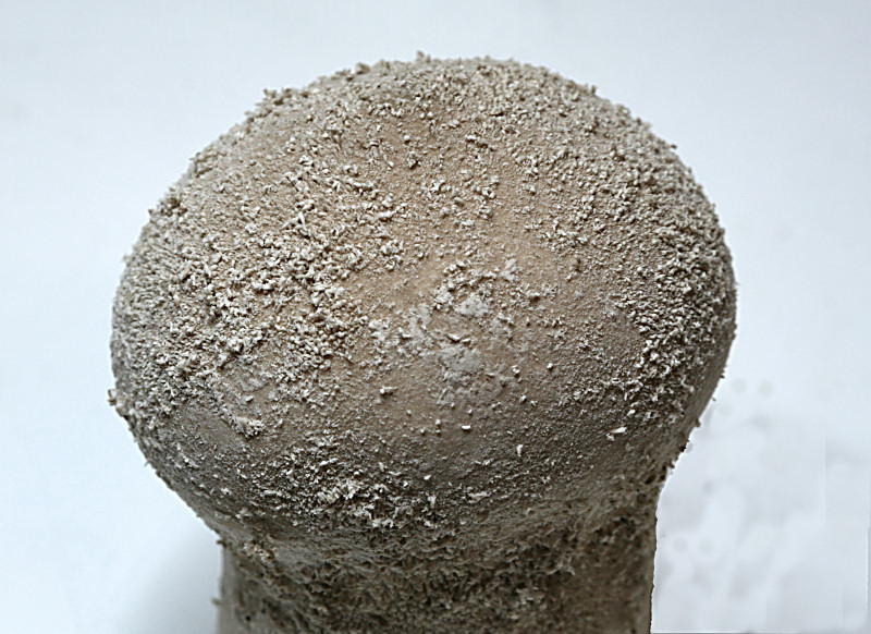 lycoperdon ??