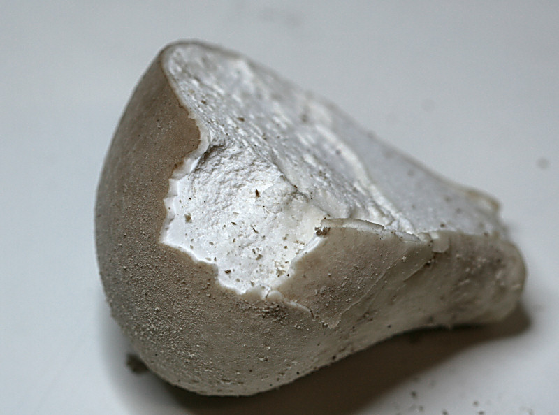 lycoperdon ??