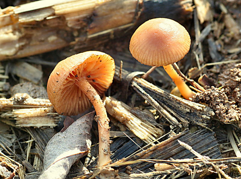 in un campo di granoturco