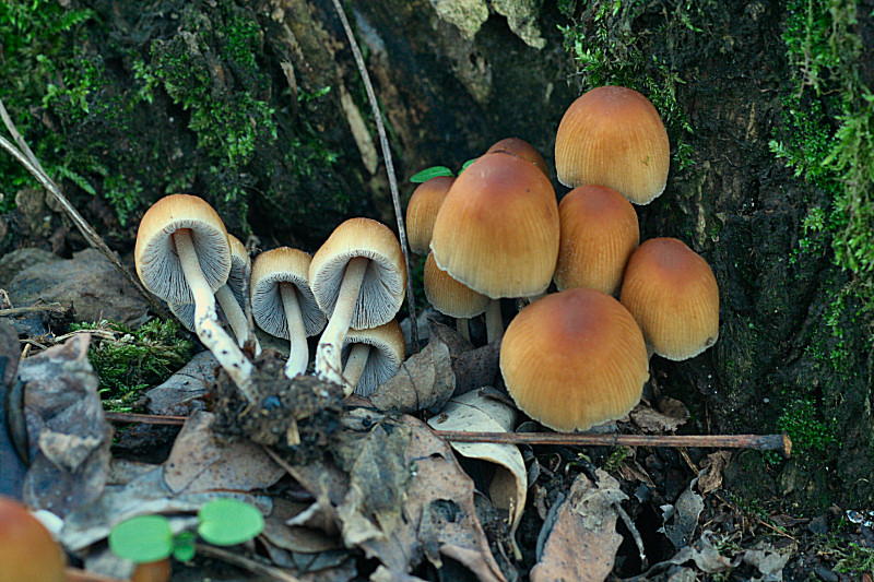 mycena sp. ?