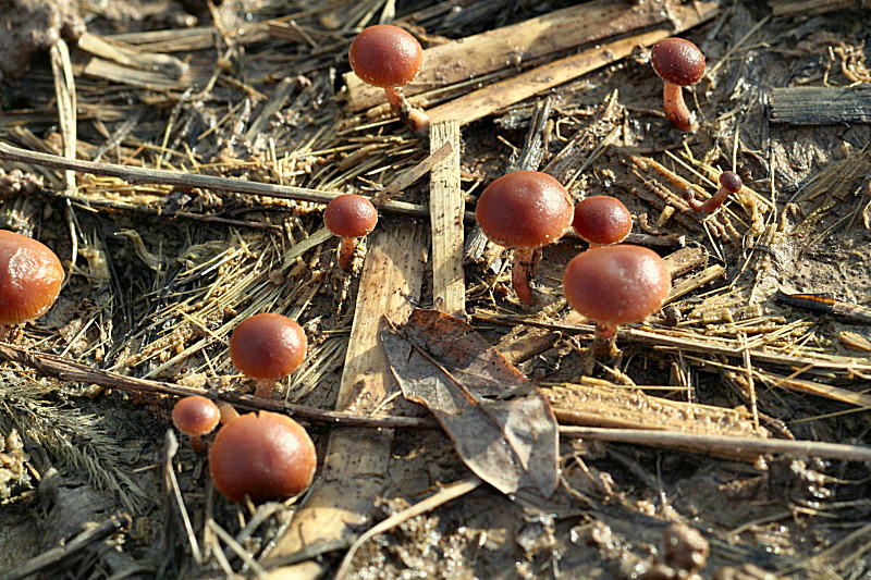 in un campo di granoturco