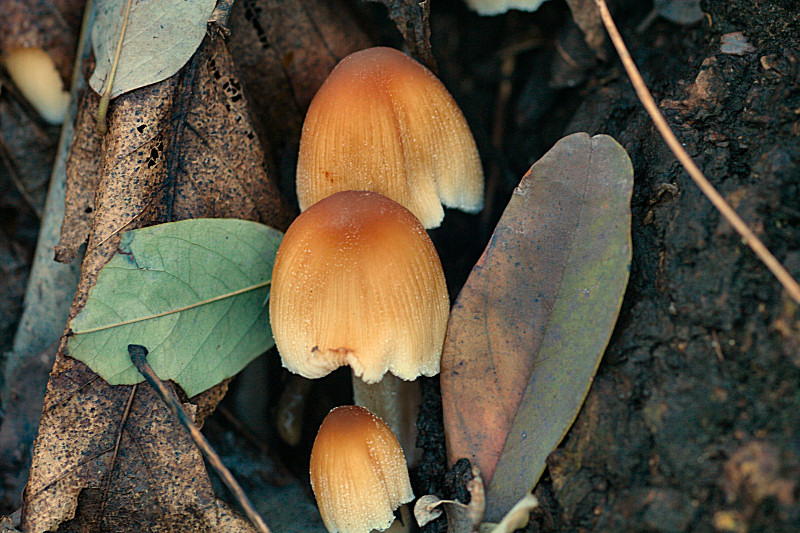 mycena sp. ?