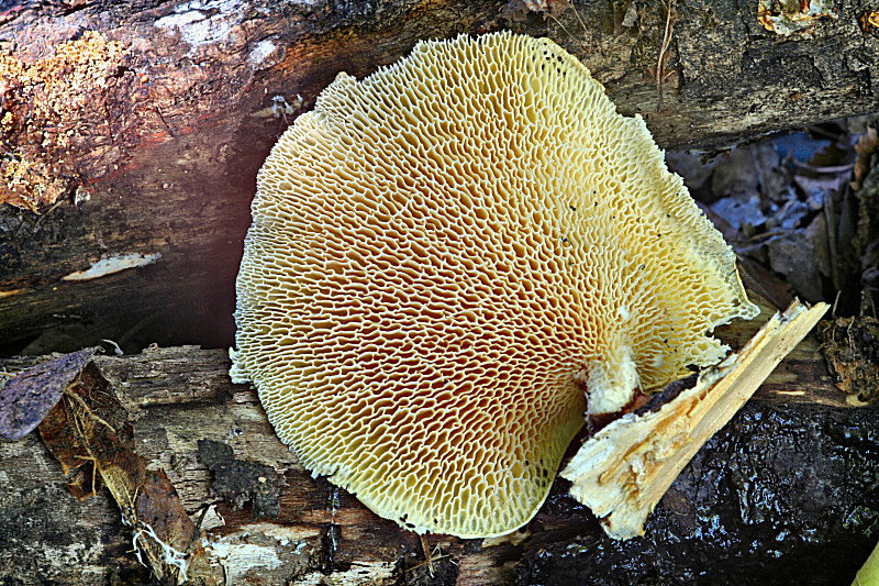polyporus alveolaris ??