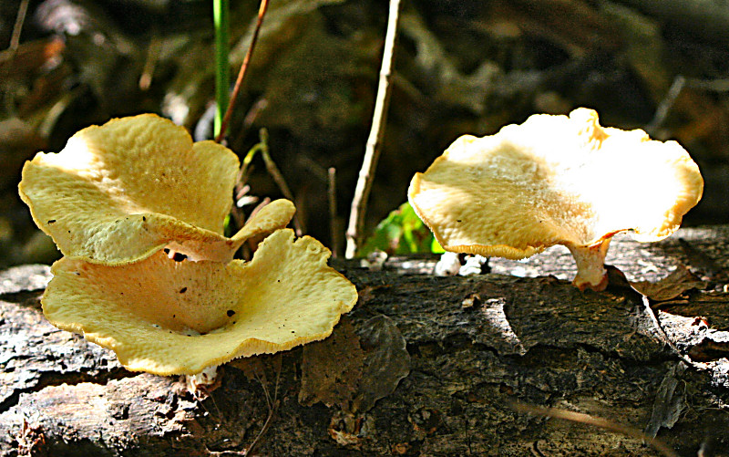 polyporus alveolaris ??