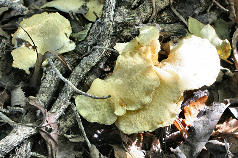 polyporus alveolaris ??