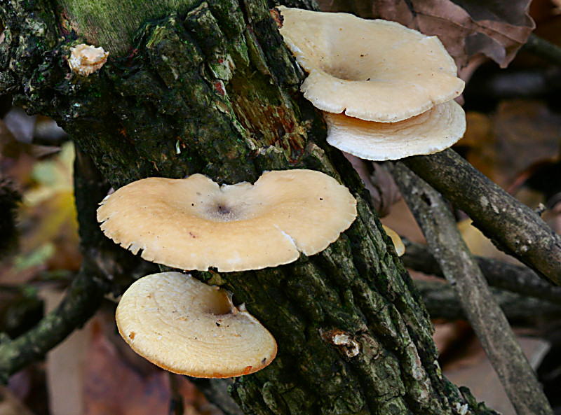 polyporus alveolaris ? (Polyporus alveolaris)
