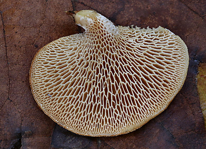 polyporus alveolaris ? (Polyporus alveolaris)