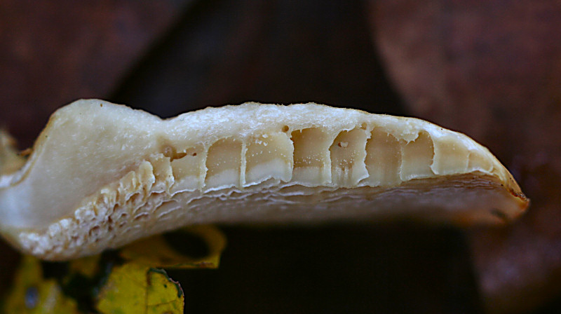 polyporus alveolaris ? (Polyporus alveolaris)