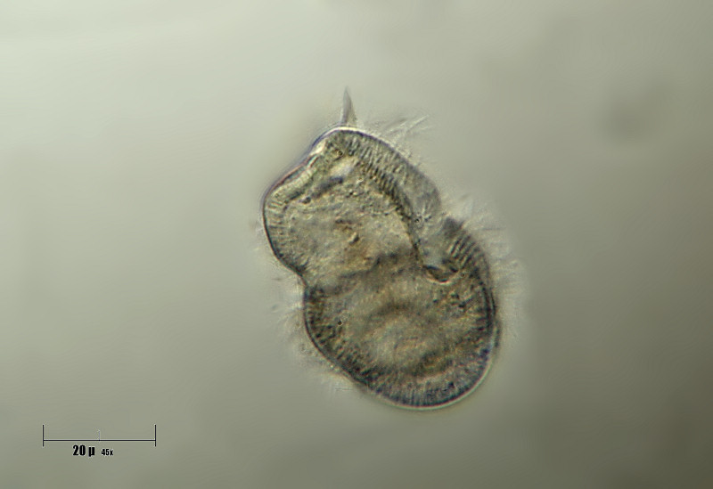 Urocentrum sp.