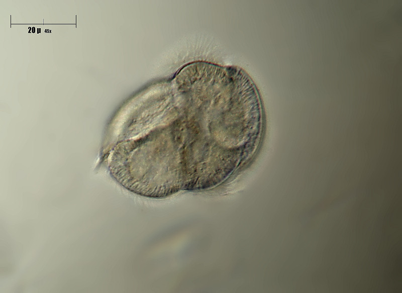 Urocentrum sp.