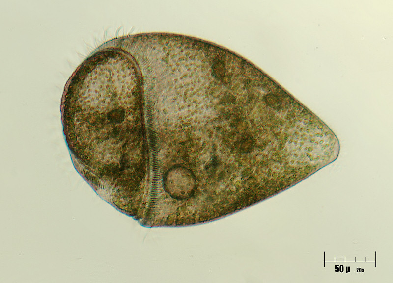 ritratto di uno Stentor gigante