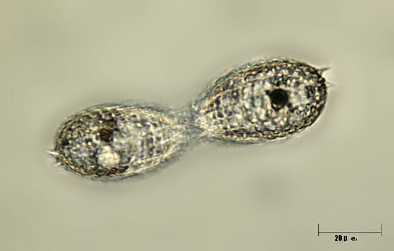 Coleps sp.  in divisione