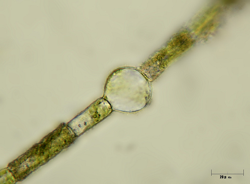 Oedogonium sp.  - qualche domanda